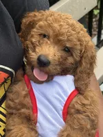 Blaze, a male Poodle - Miniature  for sale in Tamarac, FL – 1 of 8