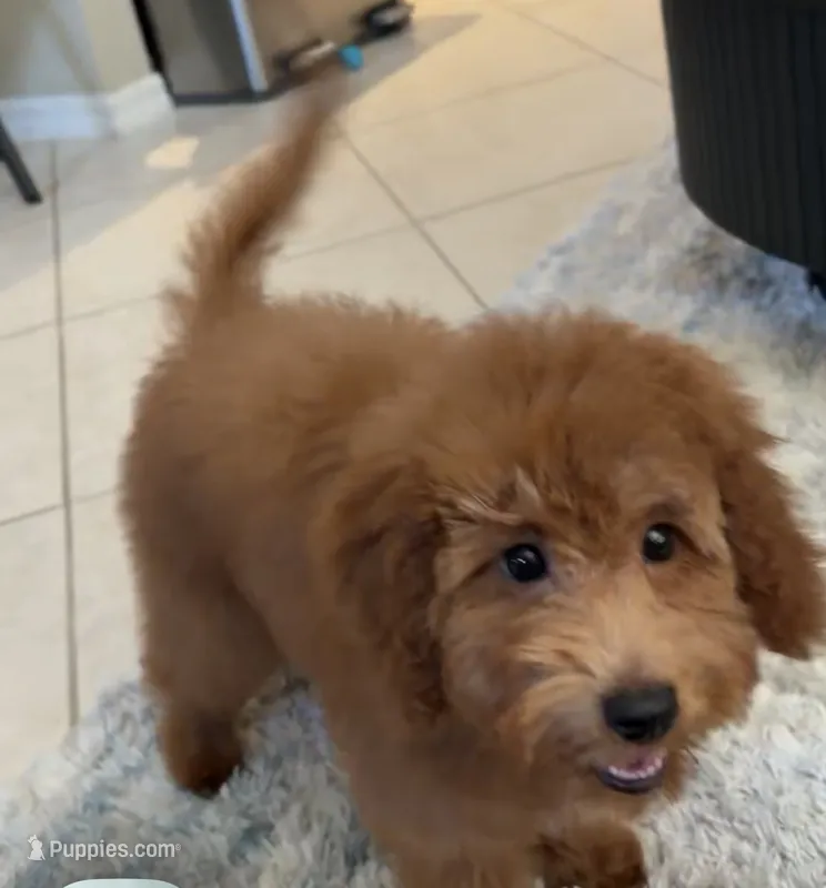 Marley  – Poodle - Miniature  puppy for sale in Tamarac, FL