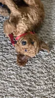 Blaze, a male Poodle - Miniature  for sale in Tamarac, FL – 2 of 5