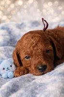 Blaze, a male Poodle - Miniature  for sale in Tamarac, FL – 5 of 5