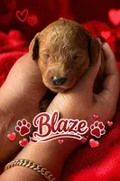 Blaze, a male Poodle - Miniature  for sale in Tamarac, FL – 3 of 5
