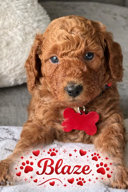 Blaze – Poodle - Miniature  puppy for sale in Tamarac, FL