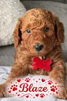Blaze, a male Poodle - Miniature  for sale in Tamarac, FL – 1 of 5