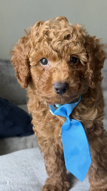 Remy – Poodle - Miniature  puppy for sale in Tamarac, FL
