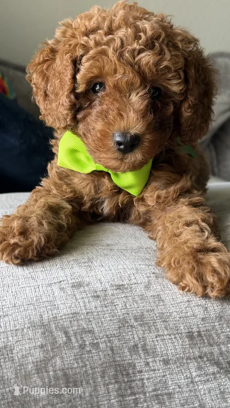 Marley  – Poodle - Miniature  puppy for sale in Tamarac, FL