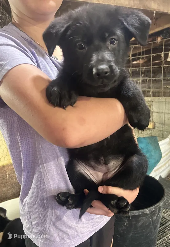 Girl 2  – German Shepherd Dog puppy for sale in Germantown, IL