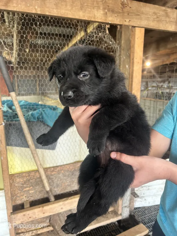 Girl 2  – German Shepherd Dog puppy for sale in Germantown, IL