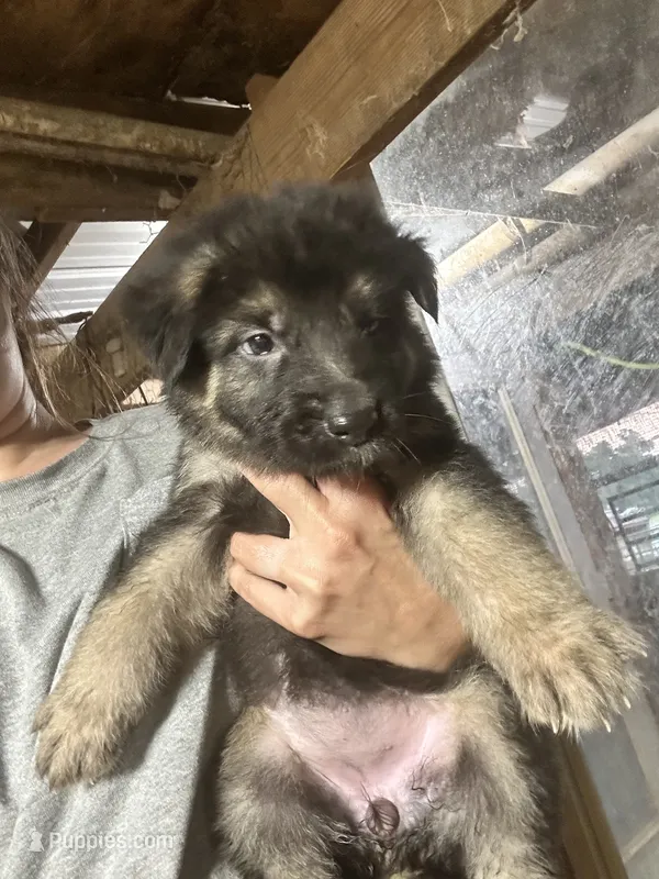Female 3  – German Shepherd Dog puppy for sale in Germantown, IL