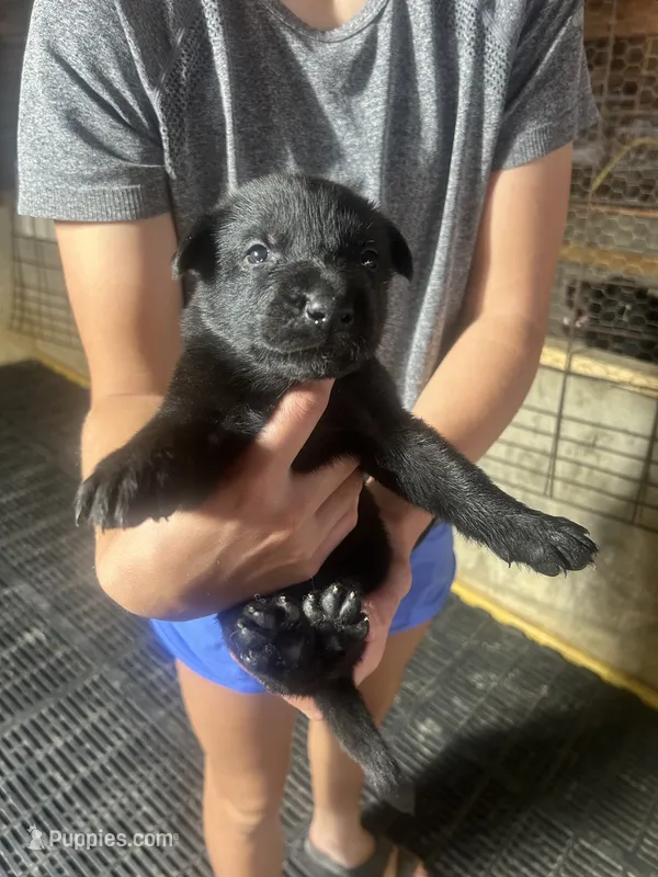 Male 2 – German Shepherd Dog puppy for sale in Germantown, IL