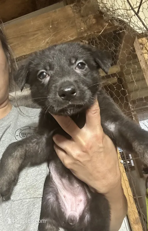 Female 5 – German Shepherd Dog puppy for sale in Germantown, IL