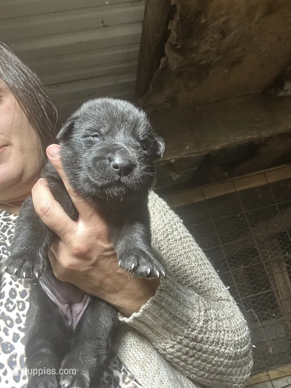 Female 4  – German Shepherd Dog puppy for sale in Germantown, IL