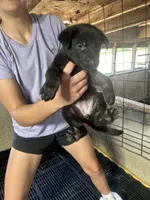Female 5, a female German Shepherd Dog for sale in Germantown, IL – 4 of 6