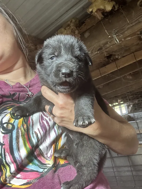 Female 4  – German Shepherd Dog puppy for sale in Germantown, IL