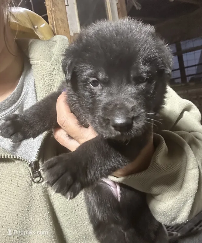 Female 4  – German Shepherd Dog puppy for sale in Germantown, IL