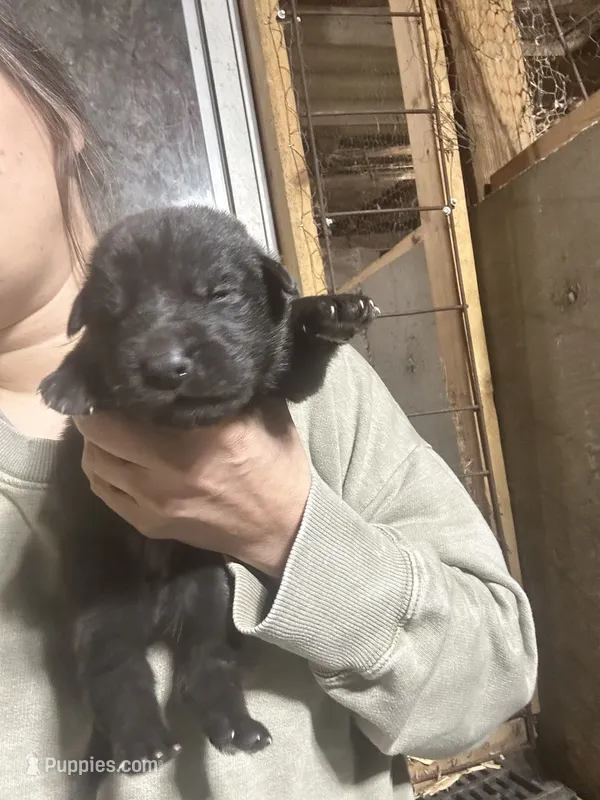 Male 2 – German Shepherd Dog puppy for sale in Germantown, IL