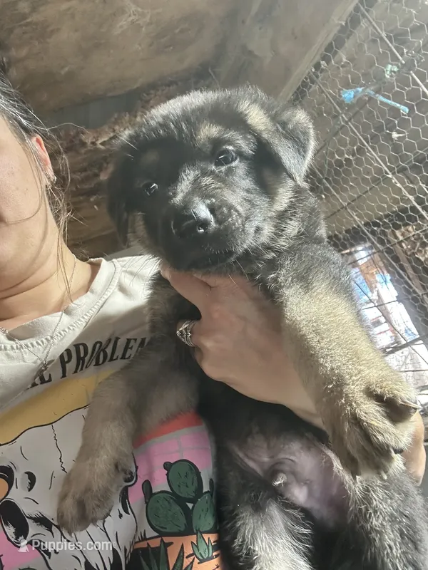 Male 4  – German Shepherd Dog puppy for sale in Germantown, IL