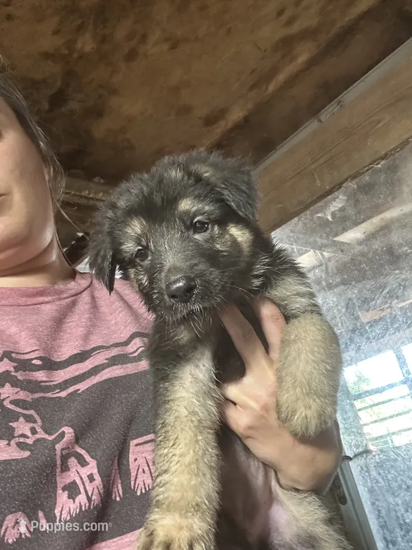 Female 4 – German Shepherd Dog puppy for sale in Germantown, IL