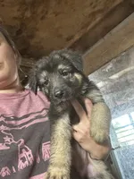 Female 4, a female German Shepherd Dog for sale in Germantown, IL – 2 of 6