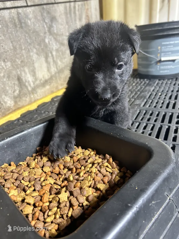 Female 4  – German Shepherd Dog puppy for sale in Germantown, IL