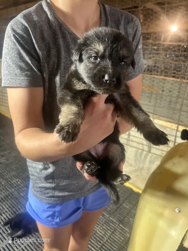 Female 2  – German Shepherd Dog puppy for sale in Germantown, IL