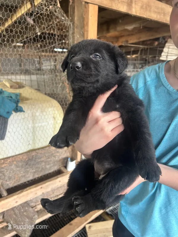 Girl 1  – German Shepherd Dog puppy for sale in Germantown, IL