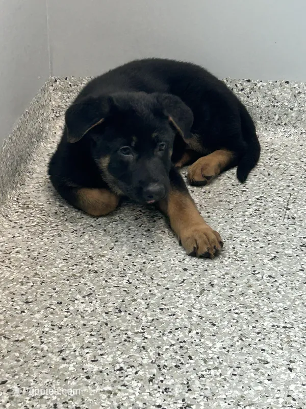 Girl 1  – German Shepherd Dog puppy for sale in Germantown, IL
