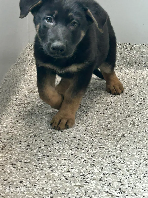 Girl 1  – German Shepherd Dog puppy for sale in Germantown, IL