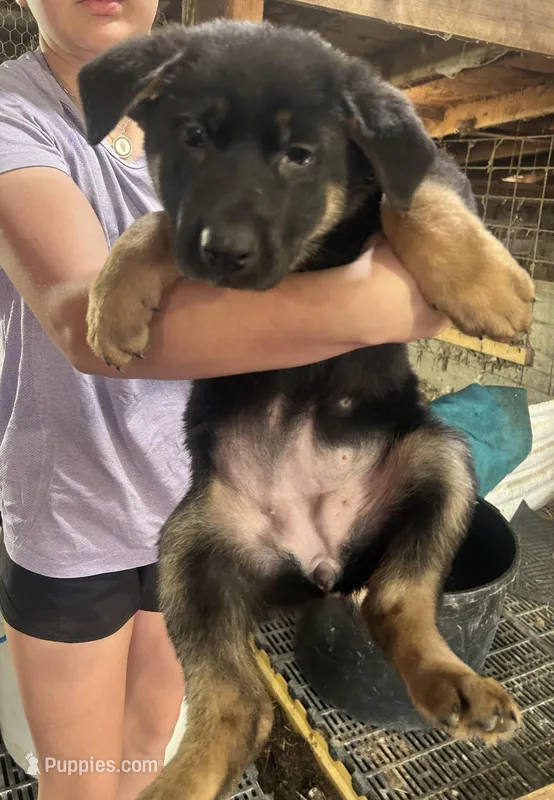 Girl 1  – German Shepherd Dog puppy for sale in Germantown, IL