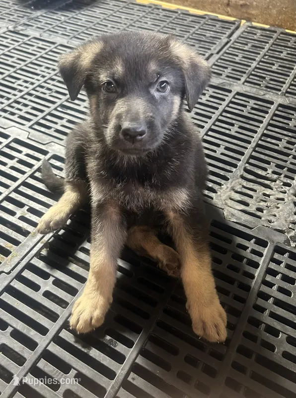 Female 2  – German Shepherd Dog puppy for sale in Germantown, IL