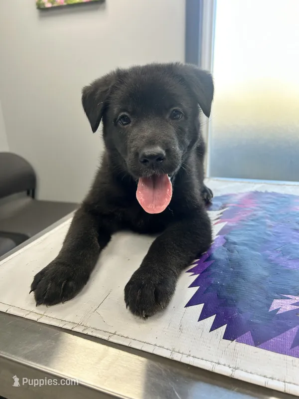 Female 2  – German Shepherd Dog puppy for sale in Germantown, IL