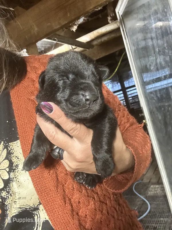 Female 2  – German Shepherd Dog puppy for sale in Germantown, IL
