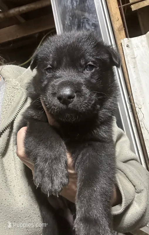 Male 2 – German Shepherd Dog puppy for sale in Germantown, IL