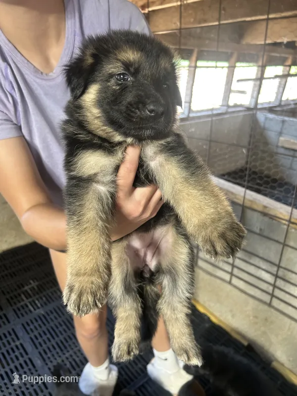 Female 1 – German Shepherd Dog puppy for sale in Germantown, IL
