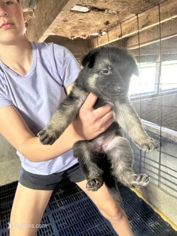 Female 3  – German Shepherd Dog puppy for sale in Germantown, IL