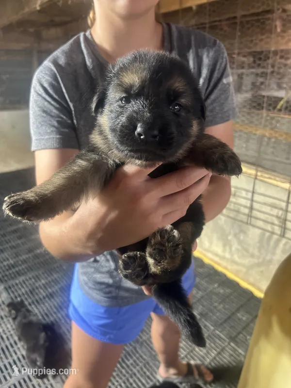Female 4 – German Shepherd Dog puppy for sale in Germantown, IL