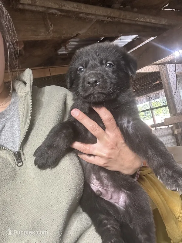 Male 1  – German Shepherd Dog puppy for sale in Germantown, IL