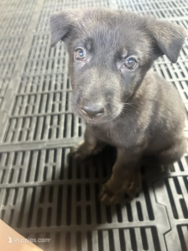 Female 5 – German Shepherd Dog puppy for sale in Germantown, IL