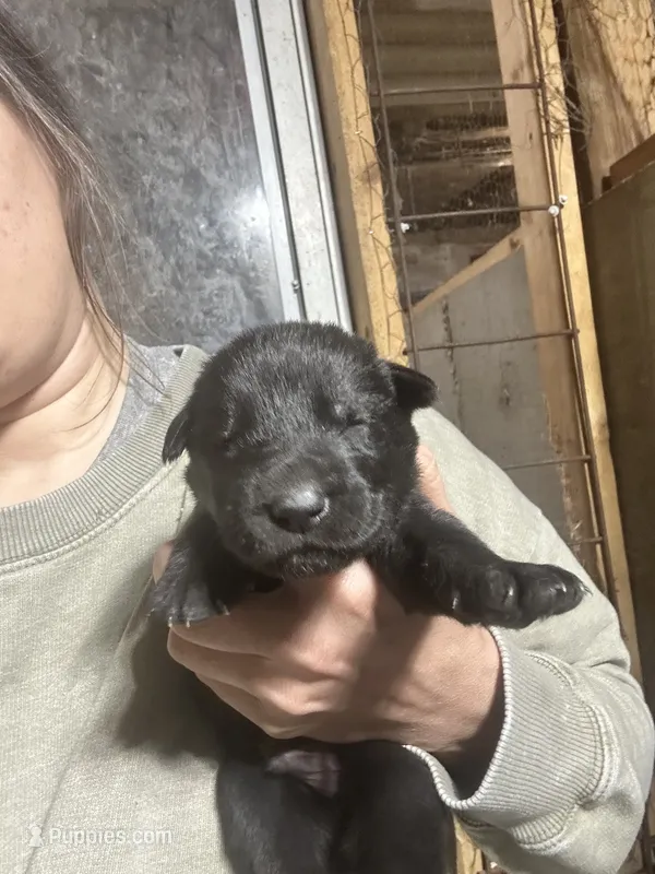 Male 3 – German Shepherd Dog puppy for sale in Germantown, IL