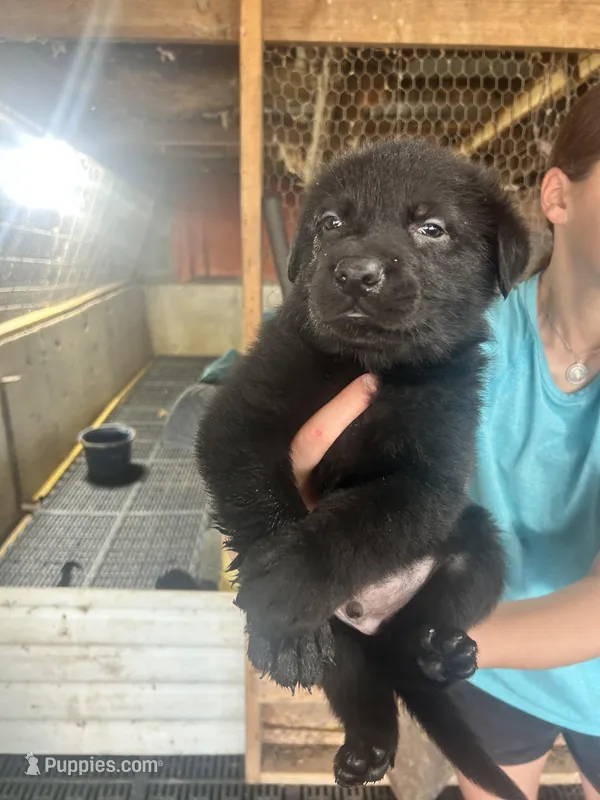 Boy 5  – German Shepherd Dog puppy for sale in Germantown, IL