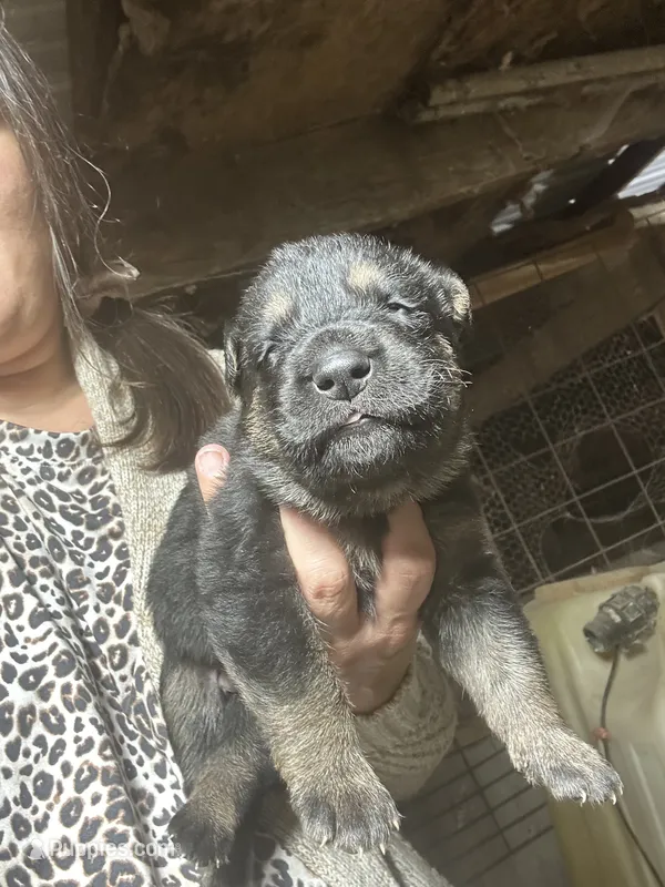 Male 1  – German Shepherd Dog puppy for sale in Germantown, IL