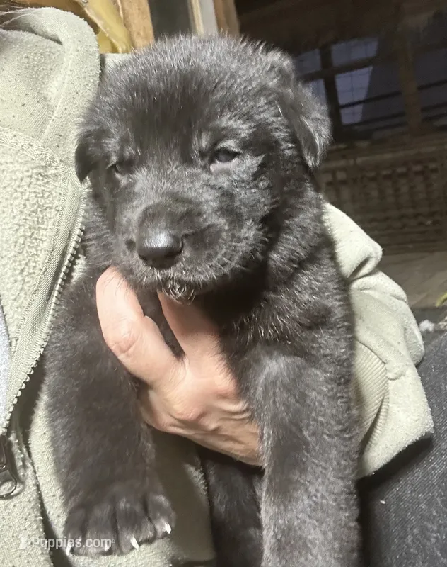 Female 2  – German Shepherd Dog puppy for sale in Germantown, IL