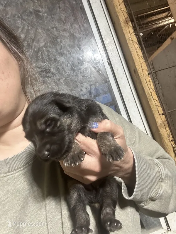 Female 4 – German Shepherd Dog puppy for sale in Germantown, IL