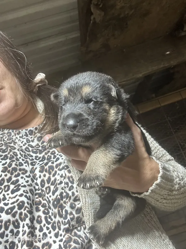Female 3  – German Shepherd Dog puppy for sale in Germantown, IL