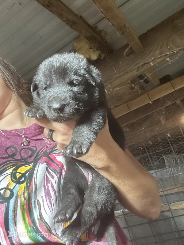 Female 2  – German Shepherd Dog puppy for sale in Germantown, IL