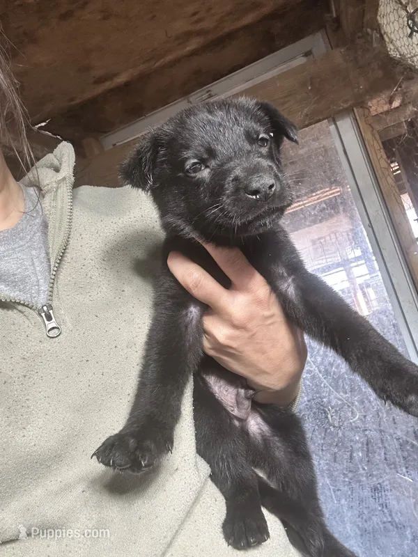 Male 2 – German Shepherd Dog puppy for sale in Germantown, IL