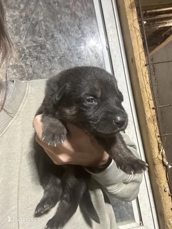 Female 1 – German Shepherd Dog puppy for sale in Germantown, IL