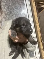 Female 1, a female German Shepherd Dog for sale in Germantown, IL – 1 of 1