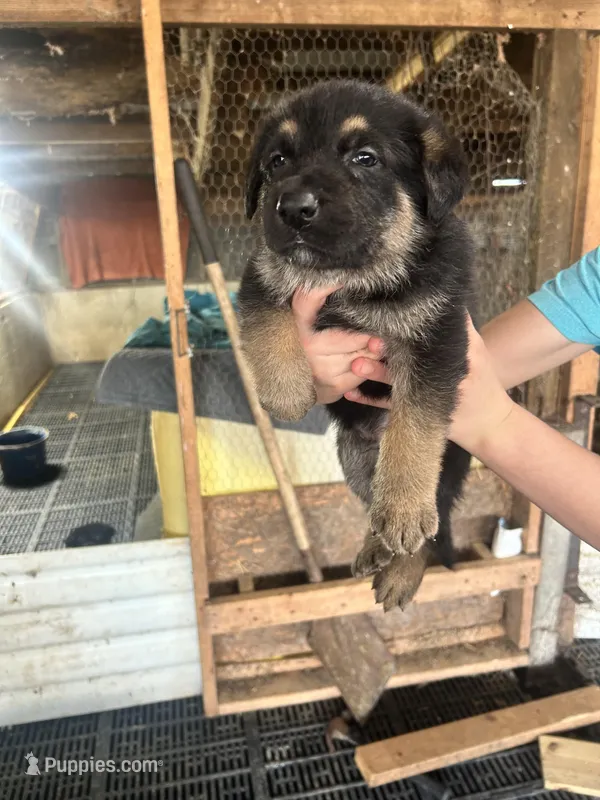 Boy2  – German Shepherd Dog puppy for sale in Germantown, IL