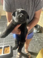 Female 5, a female German Shepherd Dog for sale in Germantown, IL – 5 of 6
