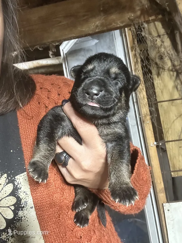Female 3  – German Shepherd Dog puppy for sale in Germantown, IL